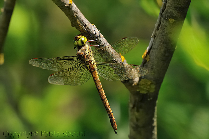 Aeshna isoceles,femmina